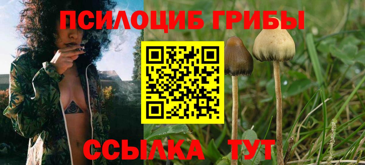 цены   Вход с VPN  Карачаевск  Псилоцибиновые грибы Psilocybine cubensis 